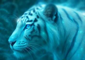 Dompter le tigre blanc
