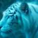 Dompter le tigre blanc