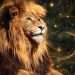 Cœur de lion